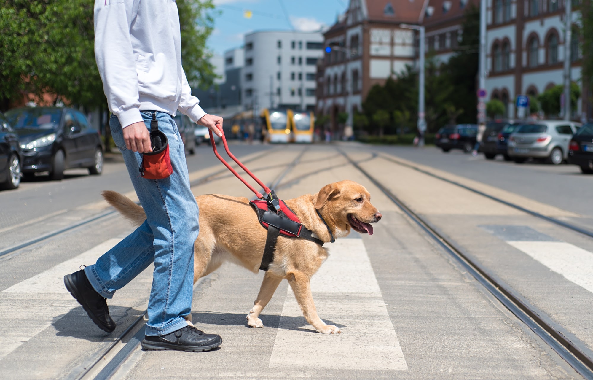 Emotional Support Animal vs. Service Animal vs. Pet: A Guide for Landlords
